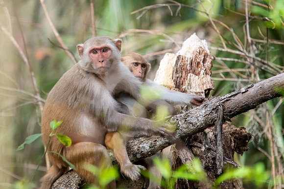 rhesus 1 2021_02_15-facebook