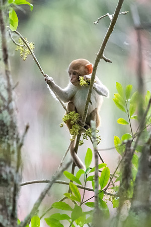 rhesus 2 2021_02_15-facebook