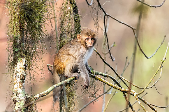 rhesus 3 2021_02_15-facebook