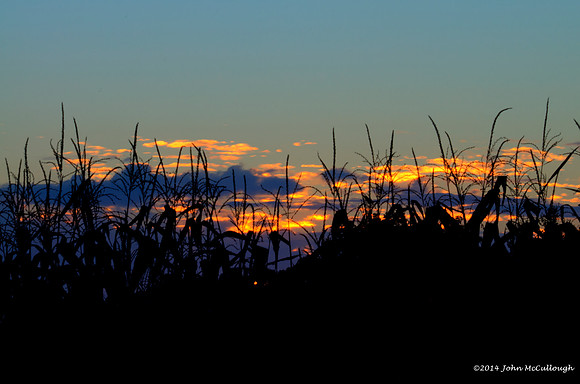 Rockland - Corn Sunset