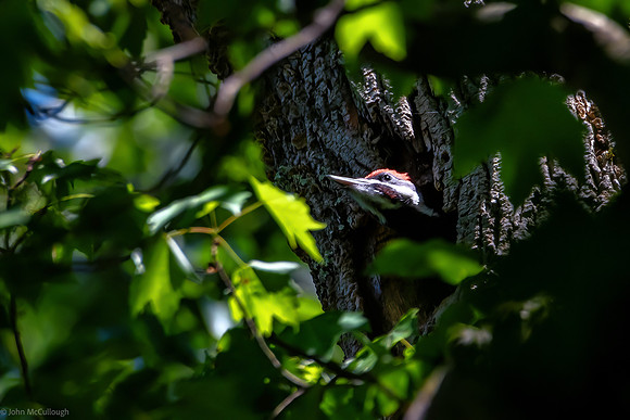 pileated woodpecker nest
