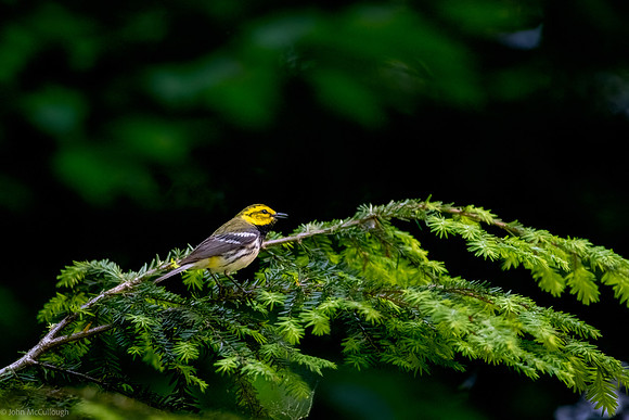 black throated green warbler