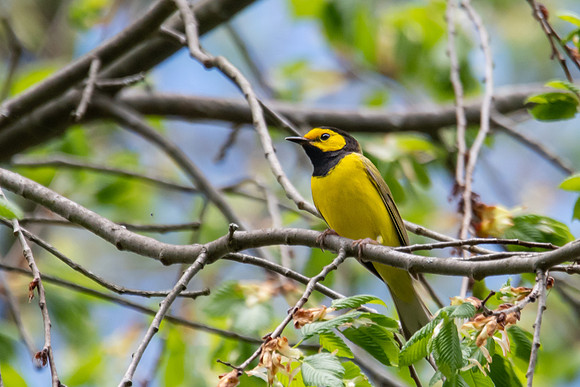 hooded warbler 1 2022_05_14