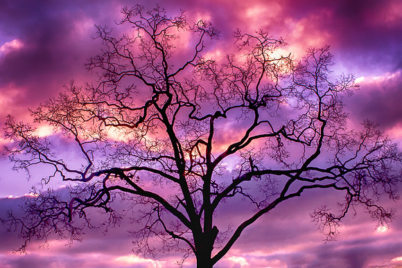 Sunrise Tree