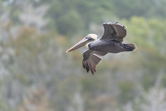pelican huntington beach 2022_03_04-facebook