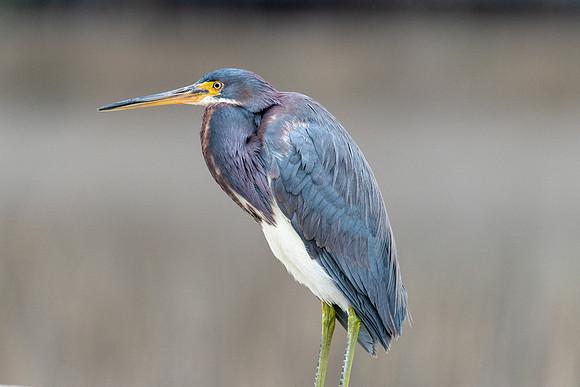 tri color heron huntington beach 2022_03_04-facebook