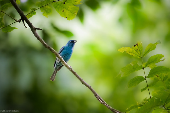 Indigo Bunting