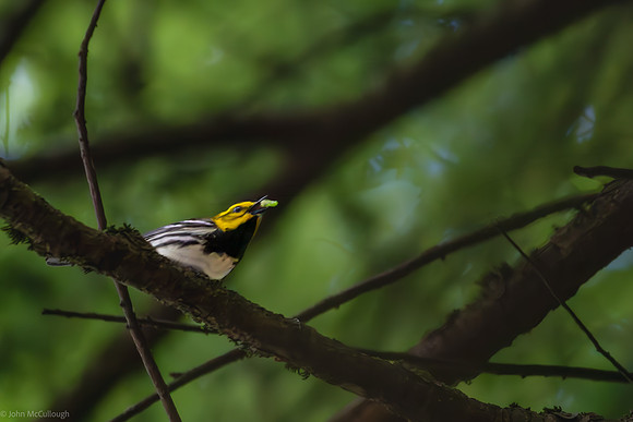 black throated green warbler