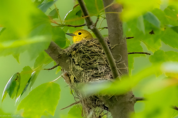 yellow warbler