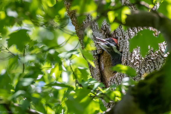 pileated woodpecker nest