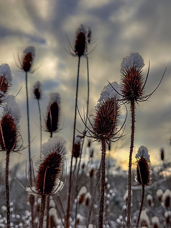 Teasel snow
