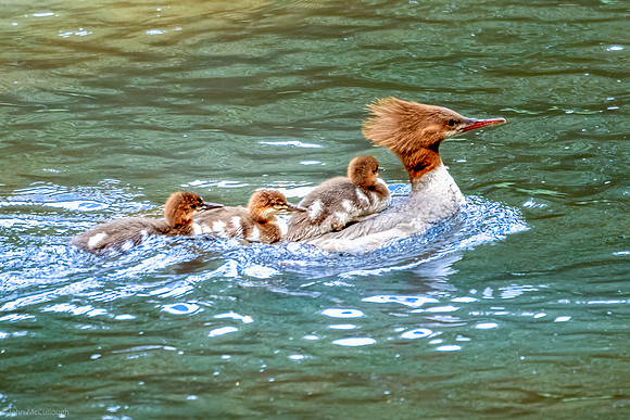 merganser families