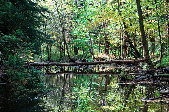 Polk - Little Sandy Creek
