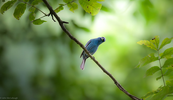 Indigo Bunting