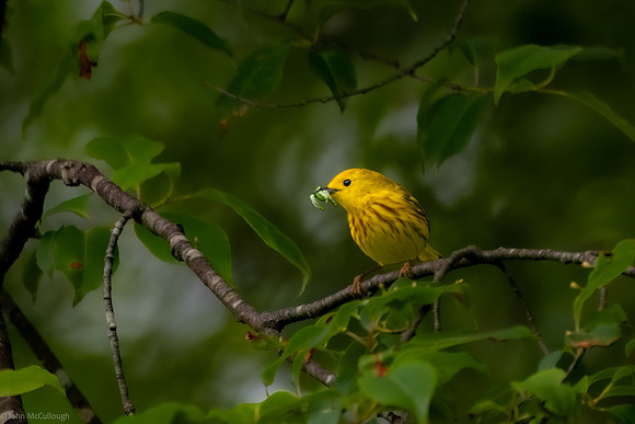 yellow warbler