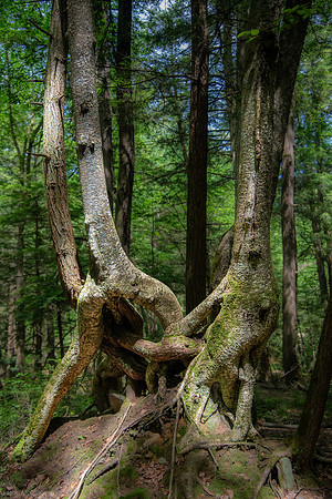 fighting trees 2024_06_04-5