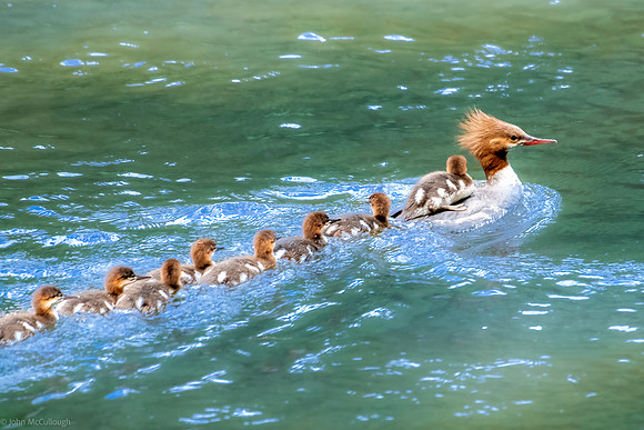 merganser families