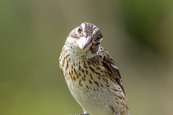 female grosbeak 2022_05_14