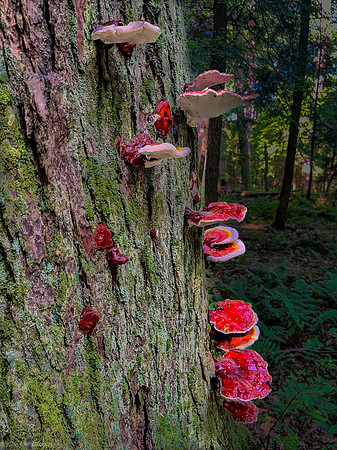 tree fungus1 2024_06_04