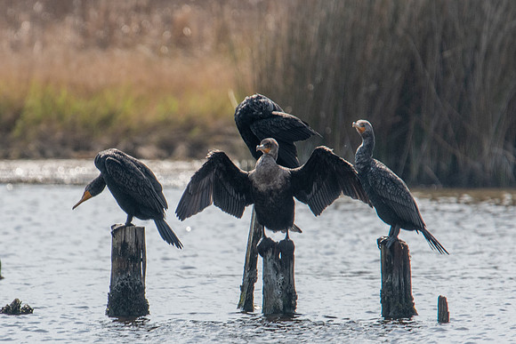 cormorant maestro huntington beach 2022_03_05-facebook