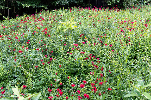 Bee Balm Field 2022_07_12