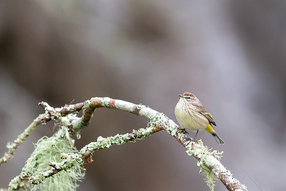 palm warbler paynes prairie 2022_02_08-facebook