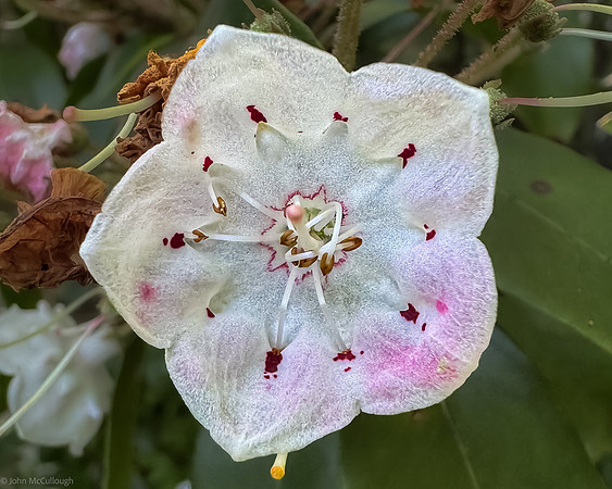 Mountain Laurel Blossom