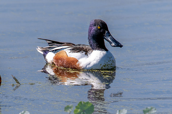 shoveler sweetwater 2022_02_11-facebook