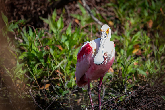 roseated spoonbill 4 circle b bar 2022_02_16-facebook