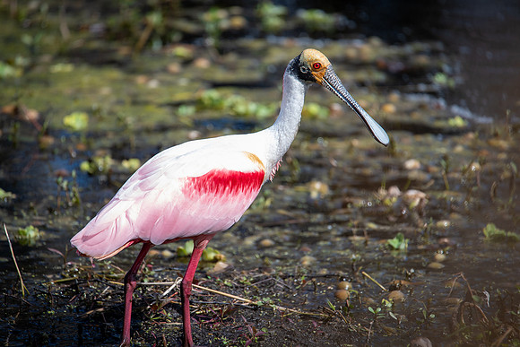 roseated spoonbill 1 circle b bar 2022_02_16-facebook