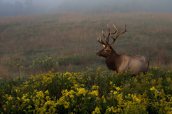 Elk Bull 2016_09_22