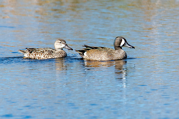 blue winged teal 2 sweetwater 2022_02_13-facebook