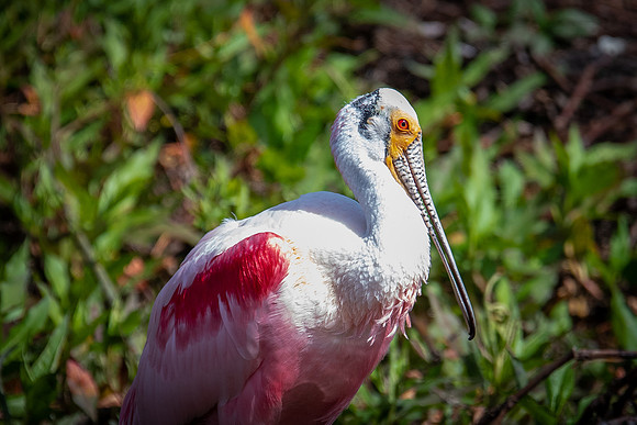 roseated spoonbill 3 circle b bar 2022_02_16-facebook