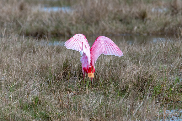 spoonbill 1 merritt island 2022_02_23-facebook