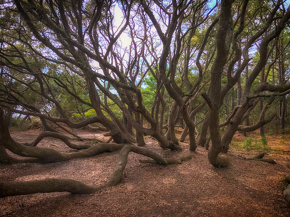 octopus tree 1 huntington beach 2022_03_05-Edit-facebook