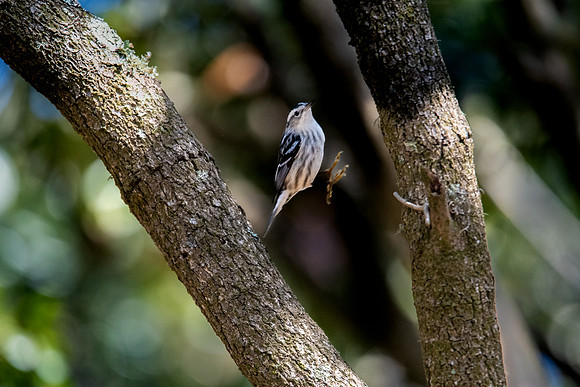 black white warbler hop huntington beach 2022_03_05-facebook