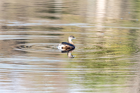 grebe la chua paynes prairie 2022_02_11-facebook