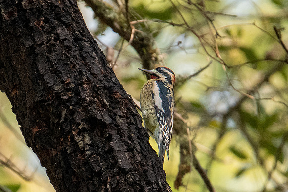 sapsucker 1 huntington beach 2022_03_05-facebook