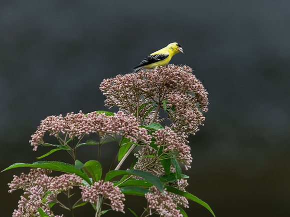 goldfinch joe pye weed 2022_08_09