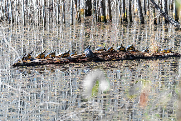 turtle sink hole pond trail santee state park 2022_03_02-facebook