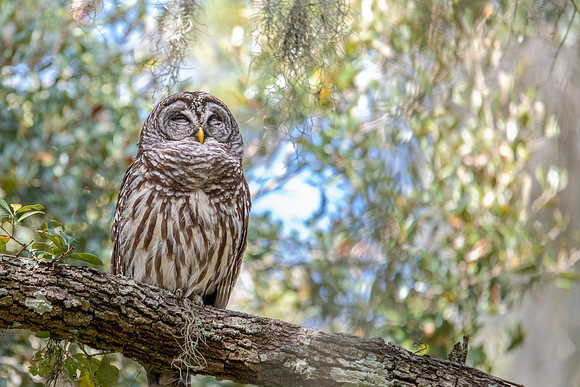 barred owl 1 circle b bar 2022_02_16-Edit-facebook
