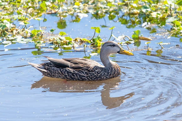 mottled duck sweetwater 2022_02_11-facebook