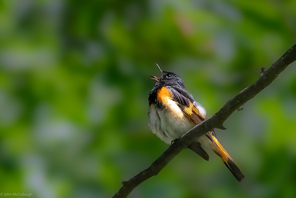 american redstart