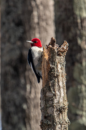 red headed woodpecker santee state park 2022_03_01-facebook