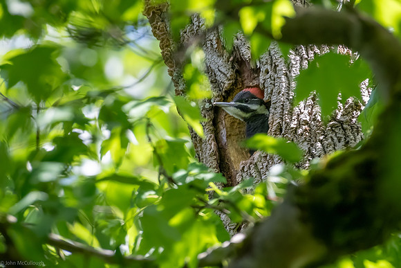 pileated woodpecker nest
