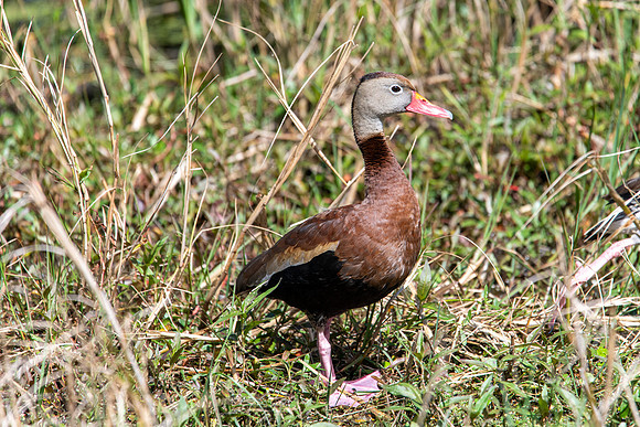 black bellied whistling duck circle b bar 2022_02_16-facebook
