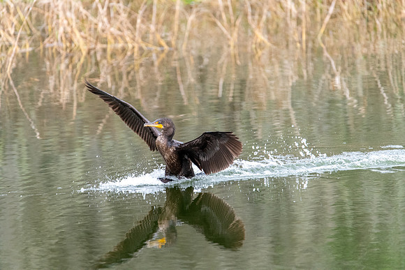 cormorant landing paynes prairie 2022_02_08-facebook
