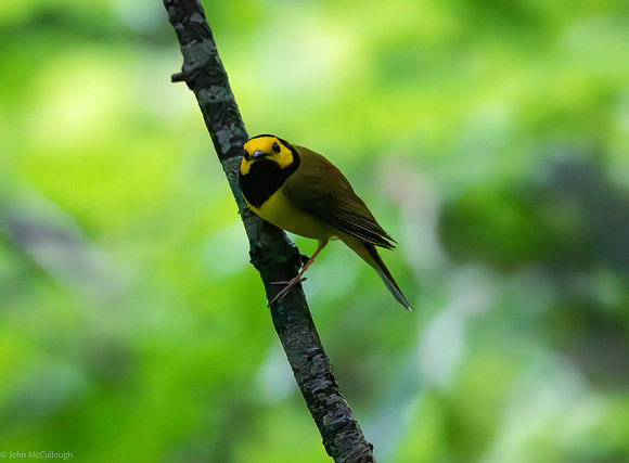 Hooded Warbler giving me the stink eye.