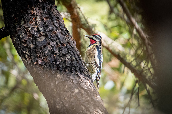 sapsucker 2 huntington beach 2022_03_05-facebook