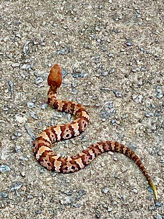 copperhead 2022_03_07-facebook